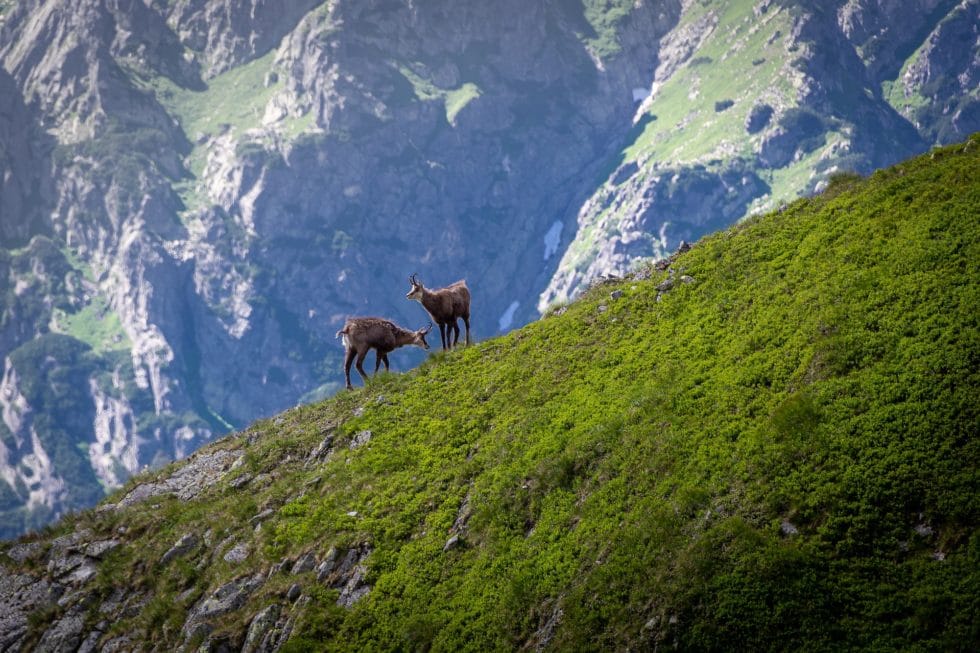 La faune sur le Tour du Mont Blanc