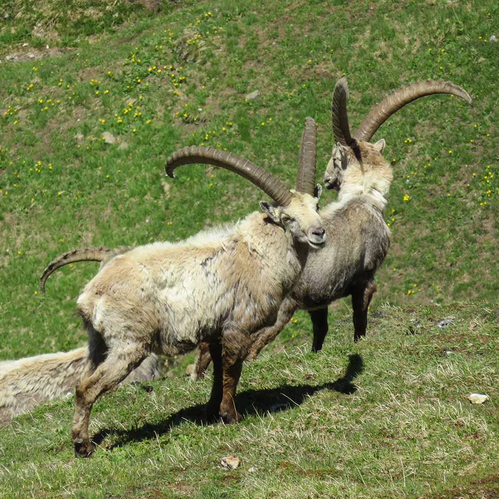 Tour du Mont Blanc en bivouac - jour 3