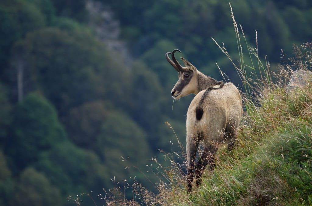 Photo d'un chamois 