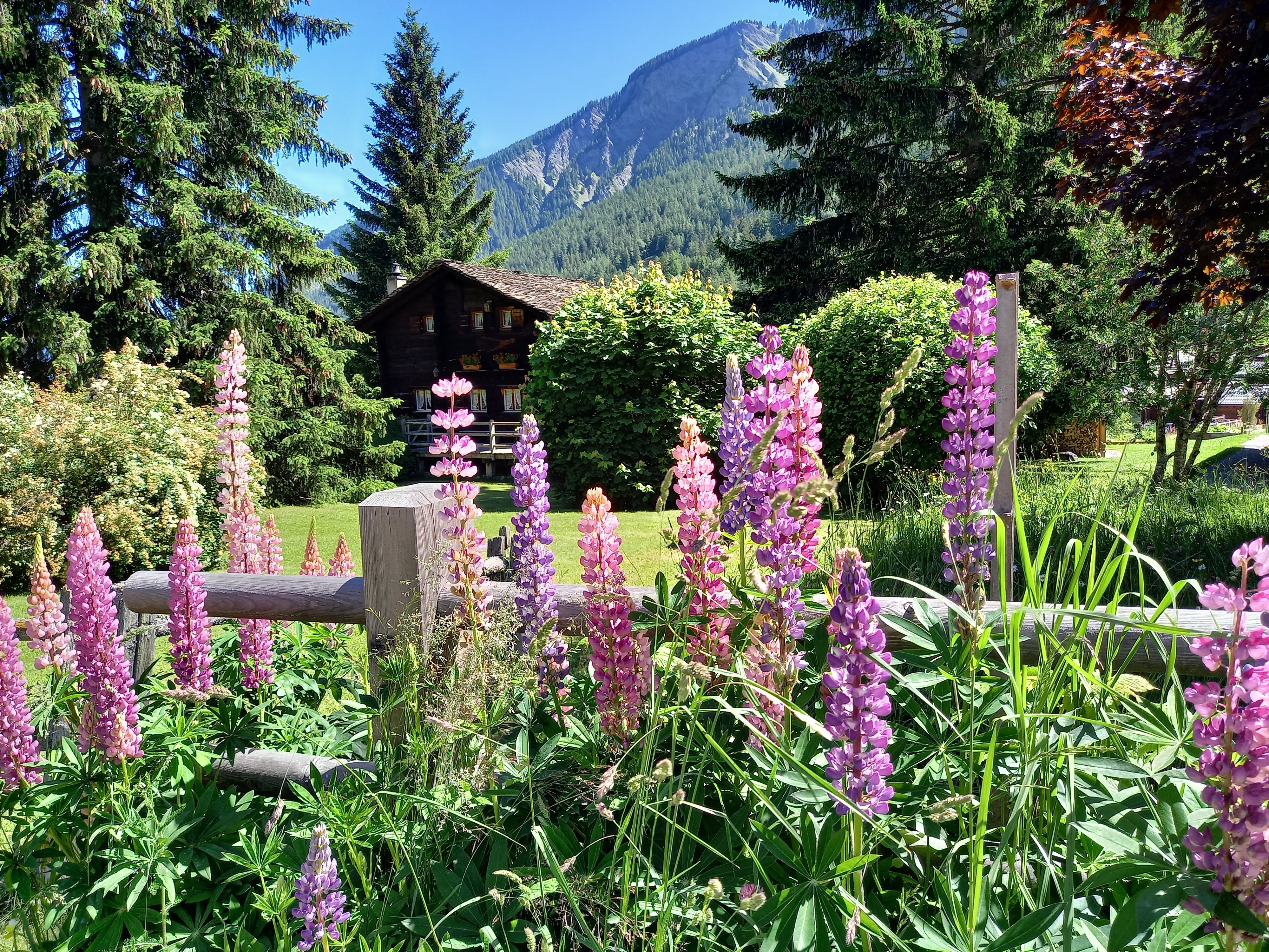 Les fleurs de lupin en montagne