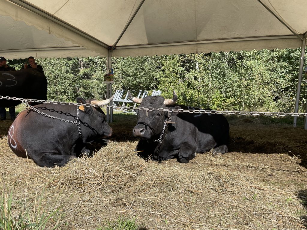 deux vaches qui attendent le combat