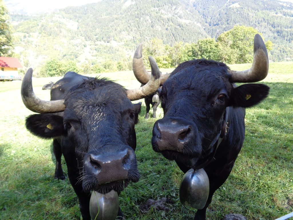 Deux vaches Herens