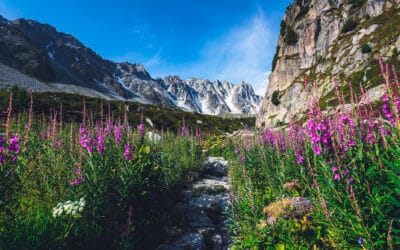 8ème étape du Tour du Mont Blanc : De Champex à Trient