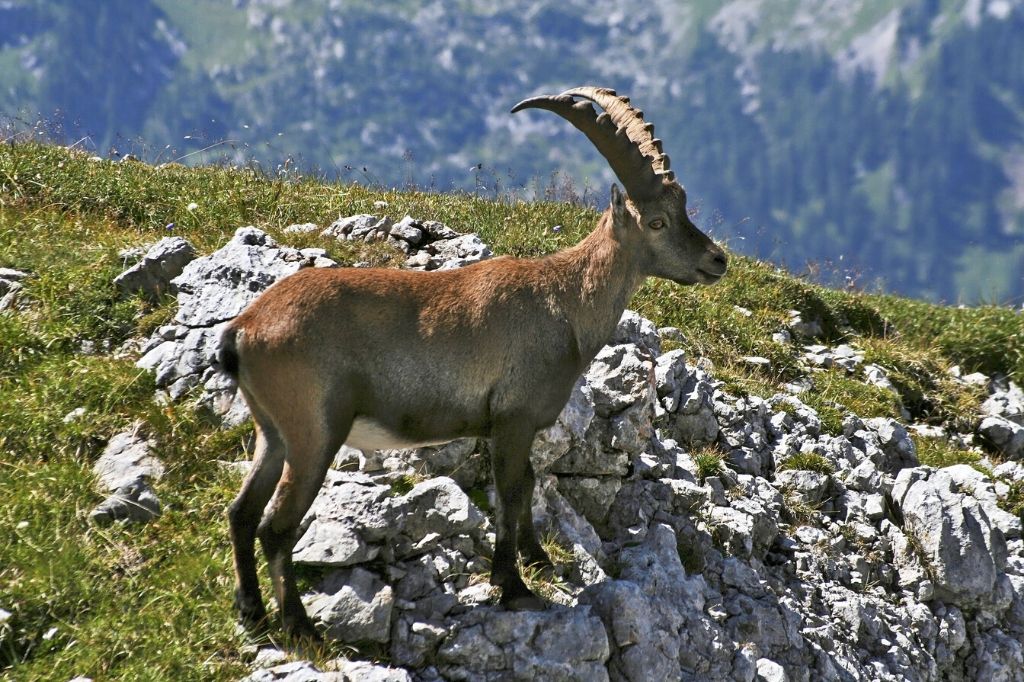 Bouquetin sur le Tour du Mont Blanc