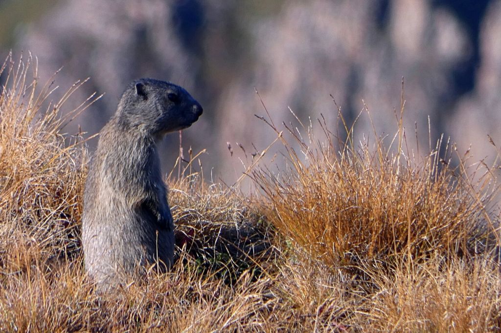 Marmotte dans les Alpes