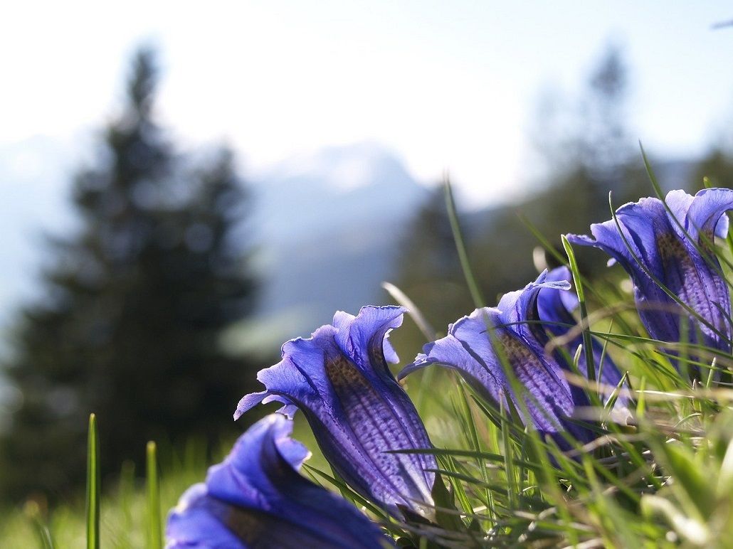 préparation tour du mont blanc : quelle période