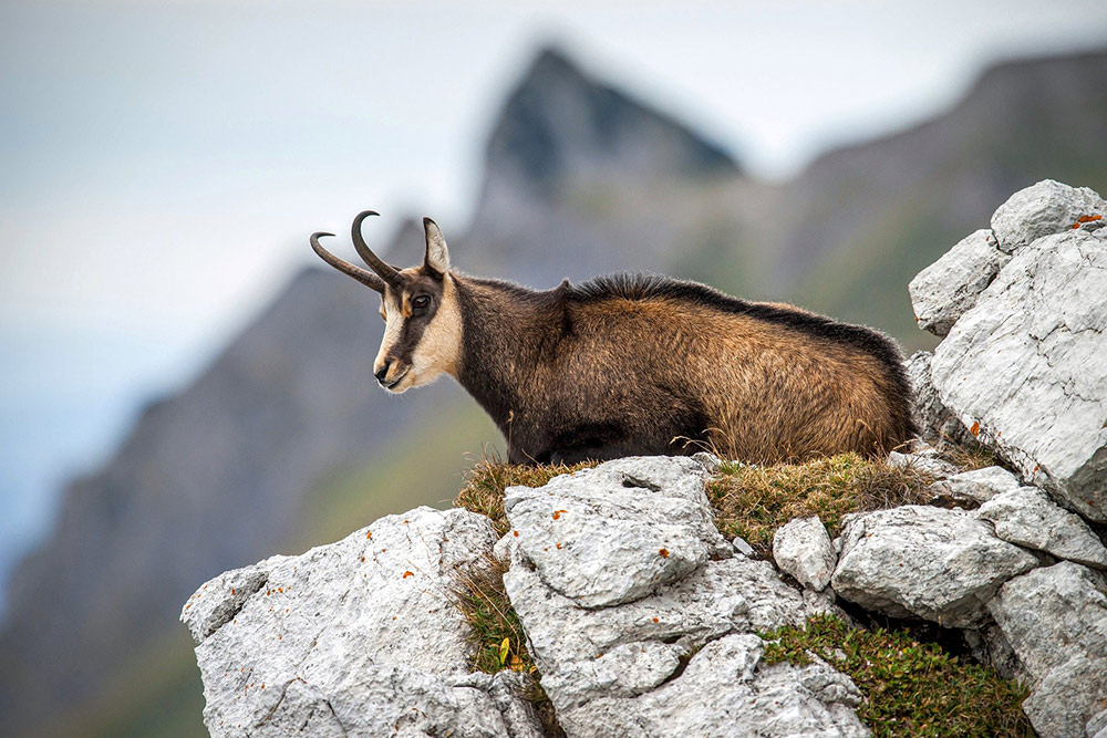 Chamois in the french Alps